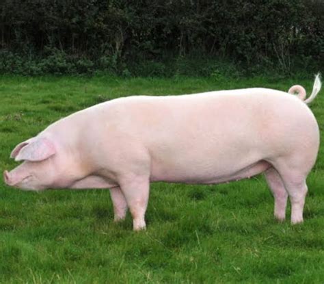 overdue na inahing baboy|Tamang Pag Pili sa Inahing Baboy .